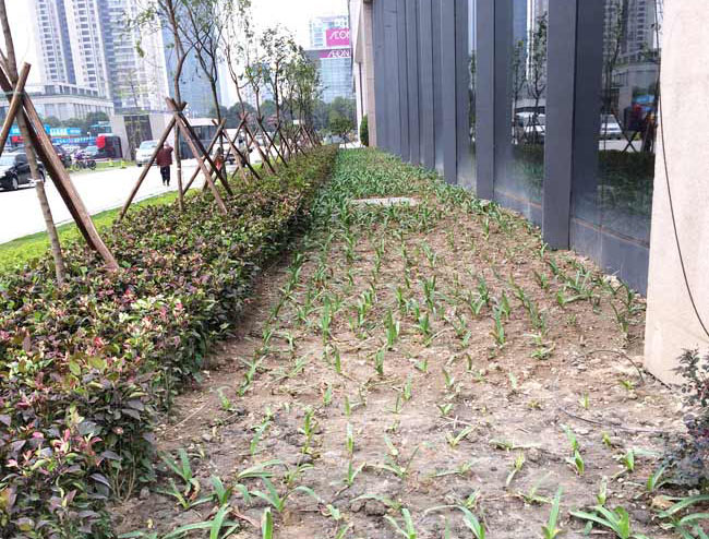 广发金融中心绿化种植效果 广发金融中心绿化种植效果